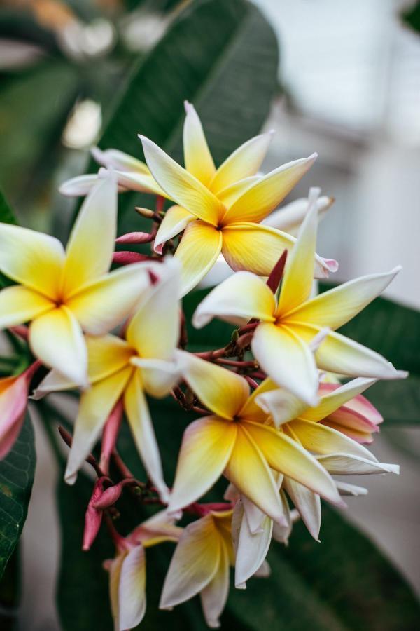 Mother Earth Luxury Boutique Hotel, Restaurant & Spa (Adults Only) Tamarindo Luaran gambar